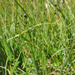 Habitusfoto Equisetum variegatum