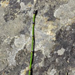 Stängel-/Stammfoto Equisetum variegatum