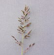 Portraitfoto Eragrostis minor