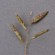 Blütenfoto Eragrostis minor