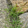 Habitusfoto Eragrostis minor