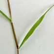 Blätterfoto Eragrostis minor