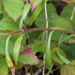 Blätterfoto Erigeron acris