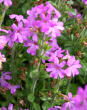 Blütenfoto Erinus alpinus