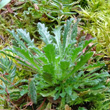 Blätterfoto Erinus alpinus