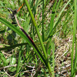 Blätterfoto Eriophorum angustifolium