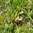 Blütenfoto Eriophorum latifolium