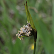 Foto von Besonderheit Eriophorum latifolium