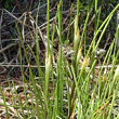 Blätterfoto Eriophorum vaginatum