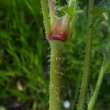 Stängel-/Stammfoto Erodium cicutarium