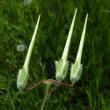 Fruchtfoto Erodium cicutarium