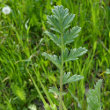 Blätterfoto Erodium cicutarium