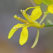 Blütenfoto Erucastrum nasturtiifolium
