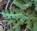 Blätterfoto Erucastrum nasturtiifolium