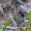 Fruchtfoto Erucastrum nasturtiifolium