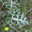 Blätterfoto Eryngium campestre