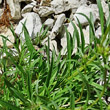 Blätterfoto Erysimum ochroleucum