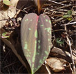 Blätterfoto Erythronium dens-canis