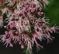 Blütenfoto Eupatorium cannabinum