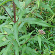 Blätterfoto Eupatorium cannabinum
