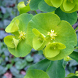 Blütenfoto Euphorbia amygdaloides