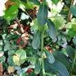 Blätterfoto Euphorbia amygdaloides
