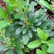 Foto von Besonderheit Euphorbia amygdaloides