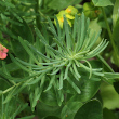 Blätterfoto Euphorbia cyparissias