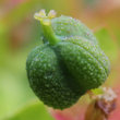 Fruchtfoto Euphorbia cyparissias