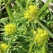 Foto der Jungpflanze Euphorbia cyparissias