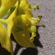 Foto von Besonderheit Euphorbia cyparissias