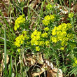 Blütenfoto Euphorbia cyparissias