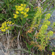 Habitusfoto Euphorbia cyparissias