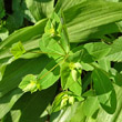 Portraitfoto Euphorbia dulcis