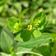 Blütenfoto Euphorbia dulcis
