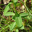 Blätterfoto Euphorbia dulcis
