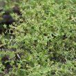 Habitusfoto Euphorbia exigua