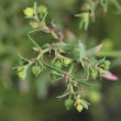 Portraitfoto Euphorbia exigua