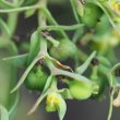 Fruchtfoto Euphorbia exigua