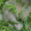 Blätterfoto Euphorbia exigua