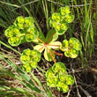 Portraitfoto Euphorbia helioscopia L.