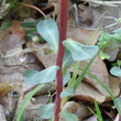 Blätterfoto Euphorbia helioscopia L.