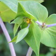 Portraitfoto Euphorbia lathyris