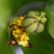 Blütenfoto Euphorbia lathyris