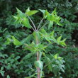 Foto von Besonderheit Euphorbia lathyris