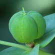 Fruchtfoto Euphorbia lathyris
