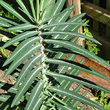 Blätterfoto Euphorbia lathyris