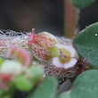 Fruchtfoto Euphorbia maculata