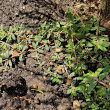 Habitusfoto Euphorbia maculata