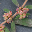 Foto von Besonderheit Euphorbia maculata
